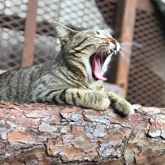 Meet your Posher, Kyley - Picture 1 of 1